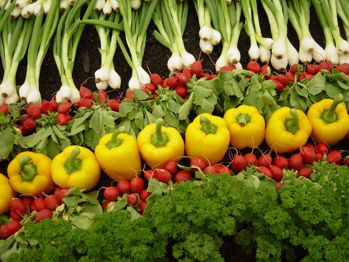 سبزیجات فاقد مواد مغذی – پایین آمدن کشاورزی مدرن