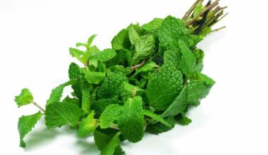 سبزی خشک و خشکبار فردوس ناب dried herbs dried vegetables
