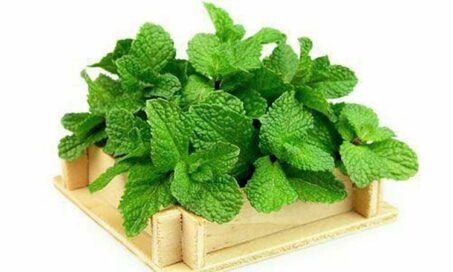 سبزی خشک پونه کوهی
