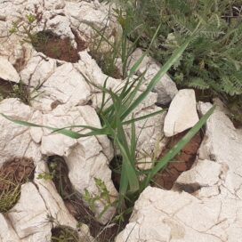 سبزی خشک، تره کوهی