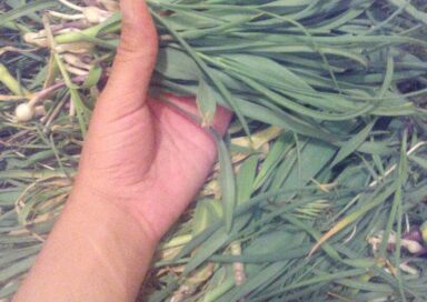 سبزی خشک تره کوهی