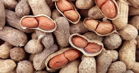 شرکت خشکبار و سبزی خشک فردوس ناب بادام زمینی