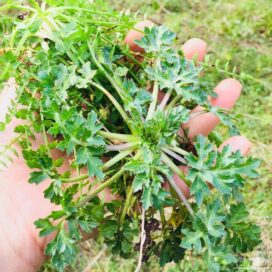 سبزی خشک ناب چوچاق یا زولنگ